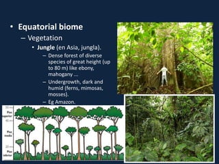 • Equatorial biome
– Vegetation
• Jungle (en Asia, jungla).
– Dense forest of diverse
species of great height (up
to 80 m) like ebony,
mahogany ...
– Undergrowth, dark and
humid (ferns, mimosas,
mosses).
– Eg Amazon.
 