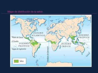 Mapa de distribución de la selva
 