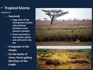 • Tropical biome
Vegetation
– Savannah
 Huge plain of tall,
thick grasses, bushes
and scattered
deciduous trees
(acacias, baobab).
 Green and leafy in
wet season; yellow
and withered in the
dry.
– It degrades in the
steppe.
– On the banks of
rivers, forest-gallery
like those of the
jungle.
 