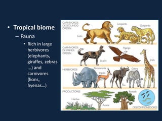 • Tropical biome
– Fauna
• Rich in large
herbivores
(elephants,
giraffes, zebras
...) and
carnivores
(lions,
hyenas…)
 