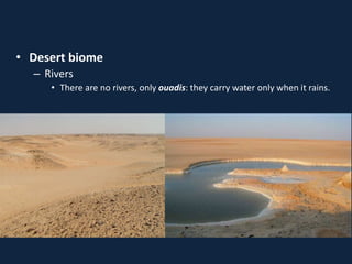 • Desert biome
– Rivers
• There are no rivers, only ouadis: they carry water only when it rains.
 