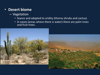 • Desert biome
– Vegetation
• Scarce and adapted to aridity (thorny shrubs and cactus).
• In oases (areas where there is water) there are palm trees
and fruit trees.
 