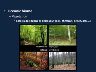 • Oceanic biome
– Vegetation
• Forests deciduous or deciduous (oak, chestnut, beech, ash ...).
 