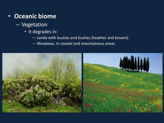 • Oceanic biome
– Vegetation
• It degrades in:
– Landa with bushes and bushes (heather and broom).
– Meadows, in coastal and mountainous areas.
 