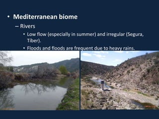 • Mediterranean biome
– Rivers
• Low flow (especially in summer) and irregular (Segura,
Tíber).
• Floods and floods are frequent due to heavy rains.
 