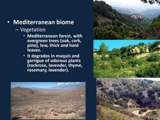 • Mediterranean biome
– Vegetation
• Mediterranean forest, with
evergreen trees (oak, cork,
pine), low, thick and hard
leaves.
• It degrades in maquis and
garrigue of odorous plants
(rockrose, lavender, thyme,
rosemary, lavender).
 
