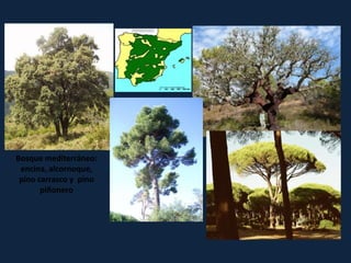 Bosque mediterráneo:
encina, alcornoque,
pino carrasco y pino
piñonero
 