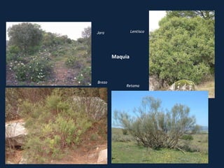 Jara
Brezo
Lentisco
Retama
Maquia
 