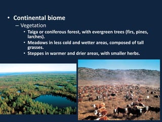 • Continental biome
– Vegetation
• Taiga or coniferous forest, with evergreen trees (firs, pines,
larches).
• Meadows in less cold and wetter areas, composed of tall
grasses.
• Steppes in warmer and drier areas, with smaller herbs.
 