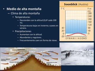 • Medio de alta montaña
– Clima de alta montaña
• Temperaturas:
– Descienden con la altitud (0,6º cada 100
m).
– Temperaturas bajas en invierno; suaves en
verano.
• Precipitaciones
– Aumentan con la altitud.
– Abundantes y regulares.
– Frecuentemente caen en forma de nieve.
 