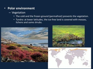 • Polar environment
– Vegetation
• The cold and the frozen ground (permafrost) prevents the vegetation.
• Tundra: at lower latitudes, the ice-free land is covered with mosses,
lichens and some shrubs.
 