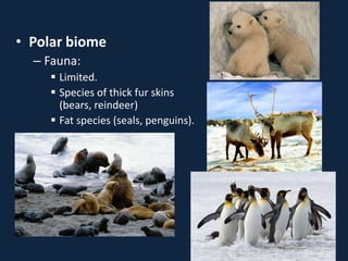 • Polar biome
– Fauna:
 Limited.
 Species of thick fur skins
(bears, reindeer)
 Fat species (seals, penguins).
 