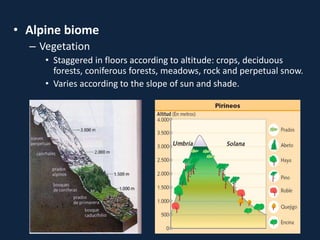• Alpine biome
– Vegetation
• Staggered in floors according to altitude: crops, deciduous
forests, coniferous forests, meadows, rock and perpetual snow.
• Varies according to the slope of sun and shade.
 