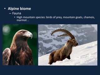 • Alpine biome
– Fauna
• High mountain species: birds of prey, mountain goats, chamois,
marmot ..
 