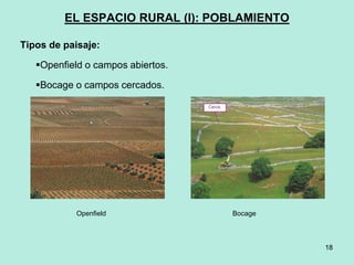 18
18
EL ESPACIO RURAL (I): POBLAMIENTO
Tipos de paisaje:
Openfield o campos abiertos.
Bocage o campos cercados.
Openfield Bocage
 