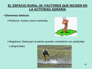 25
25
EL ESPACIO RURAL (II): FACTORES QUE INCIDEN EN
LA ACTIVIDAD AGRARIA
 Elementos bióticos:
Positivos: Actúan como nutrientes.
Negativos: Destruyen la planta (pueden combatirse con pesticidas
o plaguicidas).
 