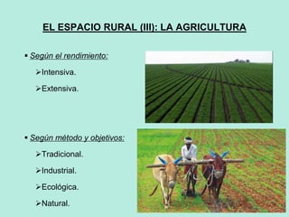 35
35
EL ESPACIO RURAL (III): LA AGRICULTURA
 Según el rendimiento:
Intensiva.
Extensiva.
 Según método y objetivos:
Tradicional.
Industrial.
Ecológica.
Natural.
 