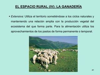 41
41
EL ESPACIO RURAL (IV): LA GANADERÍA
 Extensiva: Utiliza el territorio sometiéndose a los ciclos naturales y
manteniendo una relación amplia con la producción vegetal del
ecosistema del que forma parte. Para la alimentación utiliza los
aprovechamientos de los pastos de forma permanente o temporal.
 