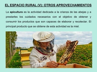 43
43
43
EL ESPACIO RURAL (V): OTROS APROVECHAMIENTOS
La apicultura es la actividad dedicada a la crianza de las abejas y a
prestarles los cuidados necesarios con el objetivo de obtener y
consumir los productos que son capaces de elaborar y recolectar. El
principal producto que se obtiene de esta actividad es la miel.
 