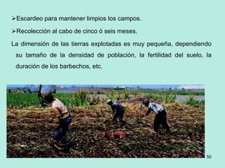 50
Escardeo para mantener limpios los campos.
Recolección al cabo de cinco ó seis meses.
La dimensión de las tierras explotadas es muy pequeña, dependiendo
su tamaño de la densidad de población, la fertilidad del suelo, la
duración de los barbechos, etc.
 