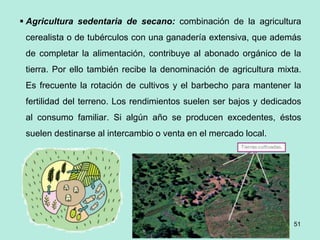 51
 Agricultura sedentaria de secano: combinación de la agricultura
cerealista o de tubérculos con una ganadería extensiva, que además
de completar la alimentación, contribuye al abonado orgánico de la
tierra. Por ello también recibe la denominación de agricultura mixta.
Es frecuente la rotación de cultivos y el barbecho para mantener la
fertilidad del terreno. Los rendimientos suelen ser bajos y dedicados
al consumo familiar. Si algún año se producen excedentes, éstos
suelen destinarse al intercambio o venta en el mercado local.
 