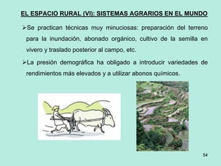 54
54
EL ESPACIO RURAL (VI): SISTEMAS AGRARIOS EN EL MUNDO
Se practican técnicas muy minuciosas: preparación del terreno
para la inundación, abonado orgánico, cultivo de la semilla en
vivero y traslado posterior al campo, etc.
La presión demográfica ha obligado a introducir variedades de
rendimientos más elevados y a utilizar abonos químicos.
 