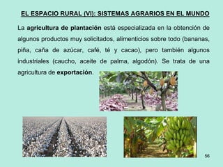 56
56
EL ESPACIO RURAL (VI): SISTEMAS AGRARIOS EN EL MUNDO
La agricultura de plantación está especializada en la obtención de
algunos productos muy solicitados, alimenticios sobre todo (bananas,
piña, caña de azúcar, café, té y cacao), pero también algunos
industriales (caucho, aceite de palma, algodón). Se trata de una
agricultura de exportación.
 