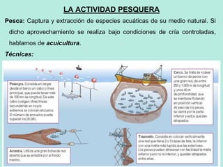 68
68
LA ACTIVIDAD PESQUERA
Pesca: Captura y extracción de especies acuáticas de su medio natural. Si
dicho aprovechamiento se realiza bajo condiciones de cría controladas,
hablamos de acuicultura.
Técnicas:
 