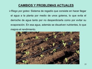 77
77
CAMBIOS Y PROBLEMAS ACTUALES
Riego por goteo: Sistema de regadío que consiste en hacer llegar
el agua a la planta por medio de unos goteros, lo que evita el
derroche de agua tanto por no desperdiciarla como por evitar su
evaporación. En esa agua, además se disuelven nutrientes, lo que
mejora el rendimiento.
 