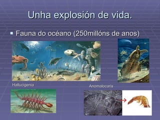 Unha explosión de vida. Fauna do océano (250millóns de anos) Anomalocaris Hallucigenia 