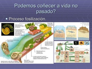 Podemos coñecer a vida no pasado? Proceso fosilización. 