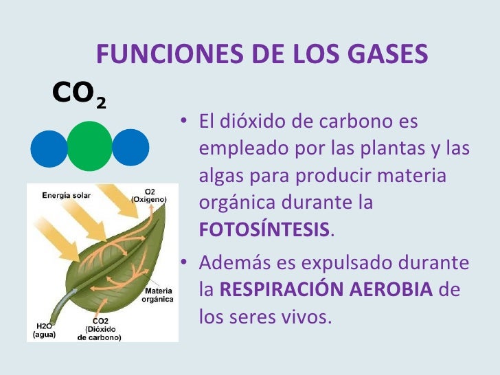 UD 6.1: la Unidad de los seres vivos.