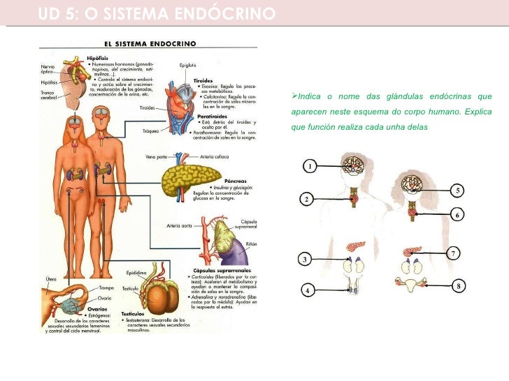 Uma Das Maiores Glândulas Endócrinas Do Corpo Humano
