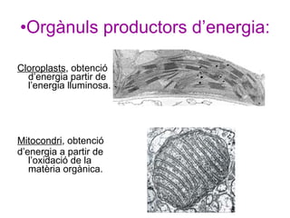 Ud6 la cèl·lula, unitat d’estructura i funció