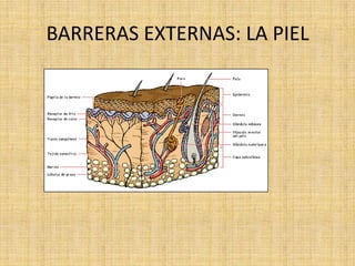 BARRERAS EXTERNAS: LA PIEL
 