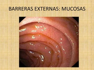 BARRERAS EXTERNAS: MUCOSAS
 
