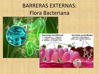 BARRERAS EXTERNAS:
Flora Bacteriana
 