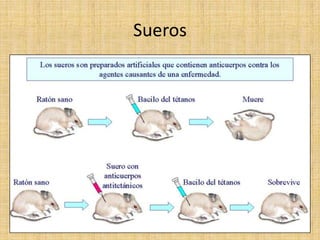 Sueros
 
