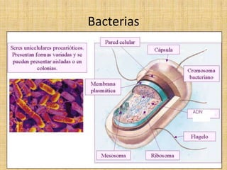 Bacterias
 