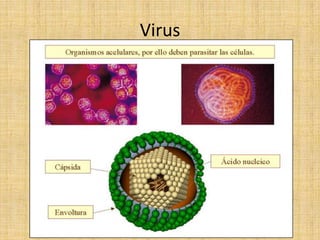 Virus
 