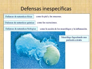 Defensas inespecíficas
 