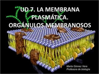 UD 7. LA MEMBRANA
PLASMÁTICA.
ORGÁNULOS MEMBRANOSOS
Marta Gómez Vera
Profesora de biología
 