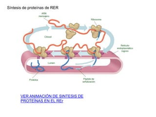 Síntesis de proteínas de RER
VER ANIMACIÓN DE SINTESIS DE
PROTEÍNAS EN EL REr
 