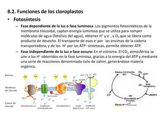 8.2. Funciones de los cloroplastos
• Fotosíntesis
– Fase dependiente de la luz o fase luminosa: Los pigmentos fotosintéticos de la
membrana tilacoidal, captan energía luminosa que se utiliza para romper
moléculas de agua (fotolisis del agua), obtener H+ y e- , y O2 que se libera como
producto de desecho. El transporte de esos e- por las enzimas de la cadena
transportadora, y de los H+ por las ATP- sintetasas, permite obtener ATP.
– Fase independiente de la luz o fase oscura: En el estroma. El CO2 atmosférico se
une a los H+ obtenidos en la fase luminosa, gracias a la energía del ATP y mediante
una serie de reacciones denominada ciclo de calvin, generándose materia
orgánica.
 