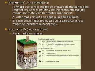    Horizonte C (de transición):
    – Formado por la roca madre en proceso de meteorización:
      fragmentos de roca madre y matriz arenoarcillosa (del
      mismo horizonte y de horizontes superiores).
    – Al estar más profundo no llega la acción biológica.
    – El suelo crece hacia abajo, ya que la alterarse la roca
      madre se incorpora al horizonte C.
   Horizonte D (roca madre):
    – Roca madre sin alterar.
 