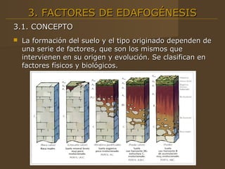 3. FACTORES DE EDAFOGÉNESIS
3.1. CONCEPTO
   La formación del suelo y el tipo originado dependen de
    una serie de factores, que son los mismos que
    intervienen en su origen y evolución. Se clasifican en
    factores físicos y biológicos.
 