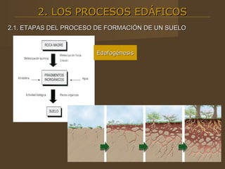 2. LOS PROCESOS EDÁFICOS
2.1. ETAPAS DEL PROCESO DE FORMACIÓN DE UN SUELO


                       Edafogénesis
 