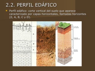 2.2. PERFIL EDÁFICO
   Perfil edáfico: corte vertical del suelo que aparece
    caracterizado por capas horizontales, llamadas horizontes
    (0, A, B, C y D).




                                                    Zona de
                                                   transición
 