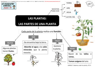 UNIDAD 7: Debemos cuidar las plantas. 2º E.P.
UD 7
Autor pictogramas: Sergio Palao Procedencia: ARASAAC http://catedu.es/arasaac/ Licencia: CC (BY-NC-SA) Autora: Puri González Serrano http://mirinconcitoespecialaulapt.blogspot.com/
CARNIVOROS
COMEN
OTROS
LAS PLANTAS:
LAS PARTES DE UNA PLANTA
TIERRA
Algunas plantas
tienen frutos.
NECESITAN
PARA VIVIR
AIRE
LUZ DEL SOL
Cada parte de la planta realiza una función:
RAÍZ
Nacen de los tallos o
ramas.
-Absorbe el agua y las sales
minerales que la planta
necesita.
-Sostiene
la planta.
-Se encuentra bajo la tierra.
TALLO
FRUTOS
HOJAS
Toman oxígeno del aire.
AGUA
 