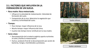 2.1. FACTORES QUE INFLUYEN EN LA
FORMACIÓN DE UN SUELO.
• Roca madre: Roca meteorizada.
• Influye en la velocidad de meteorización: Velocidad de
formación del suelo.
• Composición de la roca: determina la vegetación que
sustenta y la fertilidad del suelo.
• Tiempo:
• Poco tiempo: mayor influencia de la roca.
• Mucho tiempo: mayor influencia del clima.
• Cuanto más tiempo menor similitud con la roca madre.
• Seres vivos:
• Descomposición de la materia orgánica aporta nutrientes
al suelo y facilita la meteorización.
• Humus: producto final de la descomposición por acción de
bacterias, hongos, invertebrados y protozoos.
Suelos silíceos
Suelos calcáreos
 